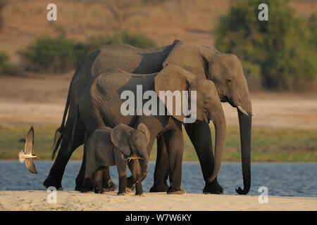 Drei afrikanischen Elefanten (Loxodonta africana) mit African Skimmer (Rynchops flavirostris) angreifen, Chobe River, Botswana, August, gefährdete Arten. Stockfoto