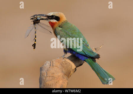 White fronted bee Eater (Merops bullockoides) mit Libelle Beute im Schnabel thront, Chobe River, Botswana. Stockfoto