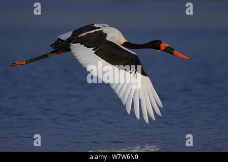 Saddle billed Stork (Ephippiorhynchus senegalensis) gleiten über Wasser, Chobe River, Botswana. Stockfoto