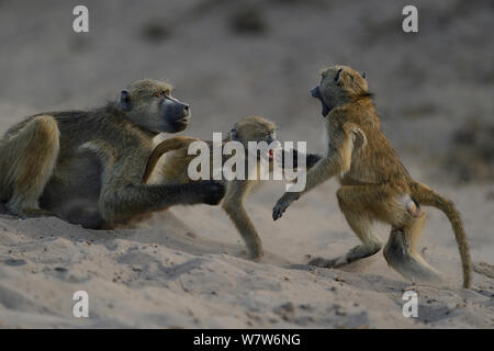Drei Generationen von Chacma Paviane (Papio ursinus) spielen, Chobe River, Botswana, April. Stockfoto