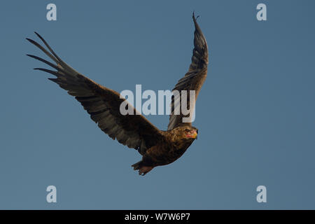 Juveline sie Eagle (Terathopius ecaudatus) im Flug, Chobe River, Botswana, April. Stockfoto