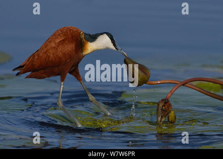 Weibliche Afrikanischen jacana (Actophilornis africana) ziehen Seerose Blütenknospe, Chobe River, Botswana, September. Stockfoto