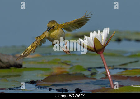 Southern brown-throated Weaver (Ploceus xanthopterus) im Flug, Chobe River, Botswana, Oktober. Stockfoto