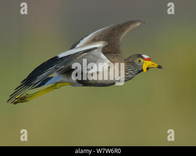 Afrika/Senegal Gelbstirn-blatthühnchen plover/Kiebitz (Vanellus senegallus) im Flug, Chobe River, Botswana, Oktober. Stockfoto