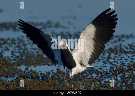 Schmied Kiebitz/plover (Vanellus armatus) Anzeige von Aggression, Chobe River, Botswana, Mai. Stockfoto