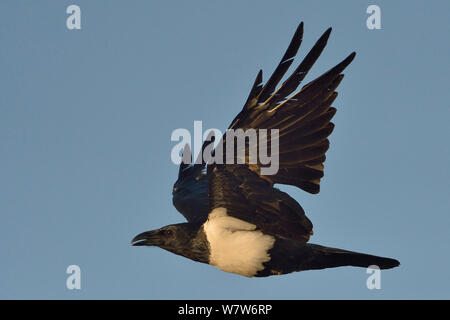 Pied Crow (Corvus Albus) im Flug, Chobe River, Botswana, April. Stockfoto