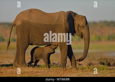 Afrikanischer Elefant (Loxodonta africana) Kalb saugen von Mutter, Chobe River, Botswana, Mai, gefährdete Arten. Stockfoto