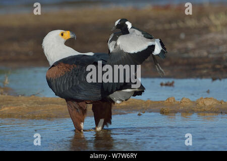 Schmied Kiebitz/plover (Vanellus armatus) angreifenden African Fish Eagle (Haliaeetus vocifer) Chobe River, Botswana, April. Stockfoto