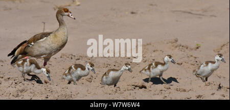 Weibliche Nilgans (Alopochen Aegyptiaca) mit gänschen, Chobe River, Botswana, März. Stockfoto