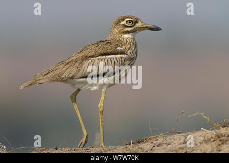 Wasser dikkop/Thick-knee (Burhinus vermiculatus) Porträt, Chobe River, Botswana, August. Stockfoto