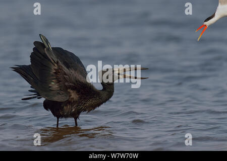 African Skimmer (Rynchops flavirostris) fliegen am Afrikanischen openbill (Anastomus lamelligerus) stehen im flachen Wasser, Chobe River, Botswana, August. Stockfoto