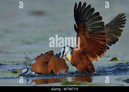 Weibliche Afrikanischen jacana (Actophilornis africana) Angriff männlich, Chobe River, Botswana, Oktober. Stockfoto