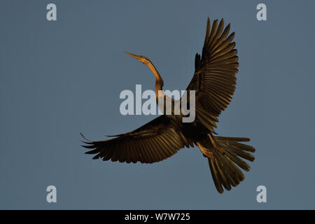 Afrikanische schlangenhalsvogel (anhinga Rufa) im Flug, Chobe River, Botswana, Juni. Stockfoto