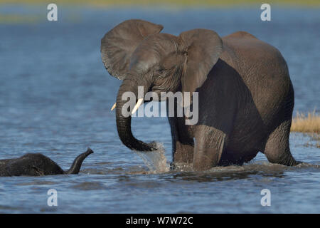 Junger Afrikanischer Elefant (Loxodonta africana) Bull spielen mit Kalb bei der Kreuzung Flussbett, Chobe River, Botswana, April, gefährdete Arten. Stockfoto