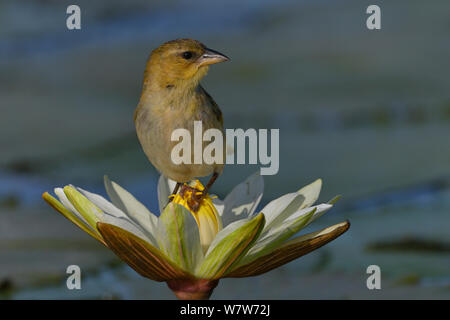 Southern brown-throated Weaver (Ploceus xanthopterus) auf Wasser Lilie Blume, Chobe River, Botswana, November. Stockfoto