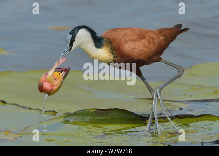 African jacana (Actophilornis africana) Fütterung auf seerose Knospe, Chobe River, Botswana, November. Stockfoto