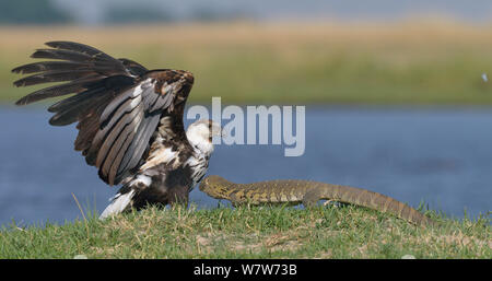 Juvenile African Fish Eagle (Haliaeetus vocifer) weg von einer Nil Waran (Varanus niloticus) Chobe River, Botswana, November. Stockfoto