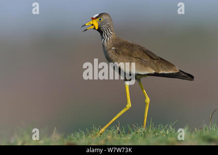 Afrika/Senegal Gelbstirn-blatthühnchen plover/Kiebitz (Vanellus senegallus) Chobe River, Botswana, November. Stockfoto