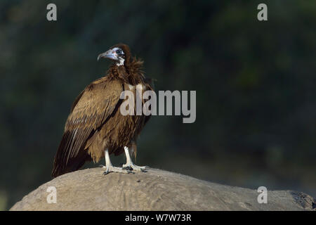 Hooded Vulture (Necrosyrtes monachus) auf Afrikanischer Elefant (Loxodonta africana) Karkasse, Chobe River, Botswana, Mai, gefährdete Arten, gefährdete Arten. Stockfoto