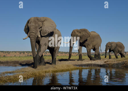 Drei afrikanischen Elefanten (Loxodonta africana) Stiere zu Fuß in einer Linie, Chobe River, Botswana, Juni, gefährdete Arten. Stockfoto