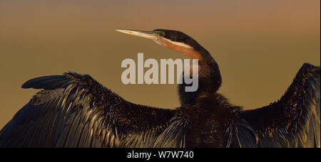 Afrikanische schlangenhalsvogel (anhinga Rufa) trocknen Flügel, Chobe River, Botswana, Juni. Stockfoto