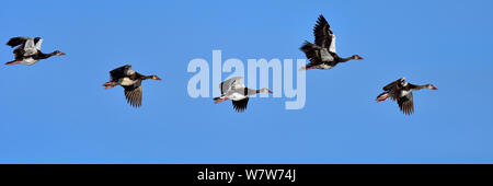 Fünf Sporn - winged Gänse (Plectropterus gambensis) im Formationsflug, Chobe River, Botswana, April. Stockfoto