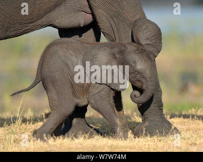 Baby Afrikanischer Elefant (Loxodonta africana) reibt ein Jucken gegen Bein seiner Mutter, Chobe River, Botswana, April, gefährdete Arten. Stockfoto