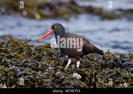 Schwarzer Austernfischer (Haematopus bachmani) Nahrungssuche in einer Muschel Bett an der Küste, Vancouver Island, British Columbia, Kanada, August. Stockfoto