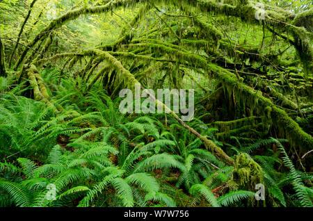 Gemäßigter Regenwald mit Wein-Ahorn (Acer Circinatum) und Farn, Golden Ears provincial Park, Britisch-Kolumbien, Kanada, Juli. Stockfoto