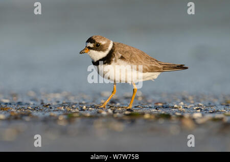 Semipalmated plover (Charadrius semipalmatus) Futtersuche am Strand bei Sonnenuntergang, Vancouver Island, British Columbia, Kanada, Juli. Stockfoto