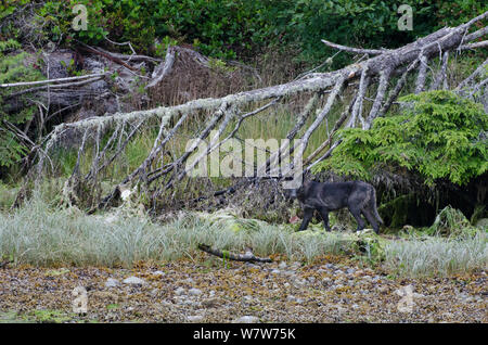 Vancouver Island grauer Wolf (Canis lupus) crassodon melanistic Form, Wandern am Strand, Vancouver Island, British Columbia, Kanada, Juli. Stockfoto