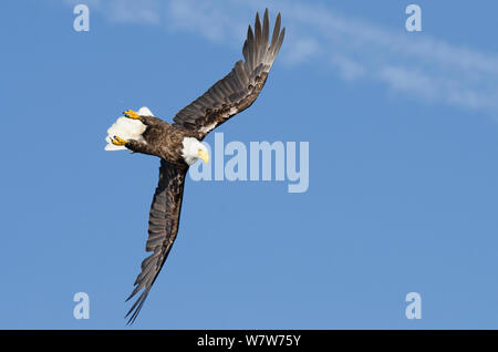 Der Weißkopfseeadler (Haliaeetus leucocephalus) washingtoniensis im Flug, Vancouver Island, British Columbia, Kanada, Juli. Stockfoto