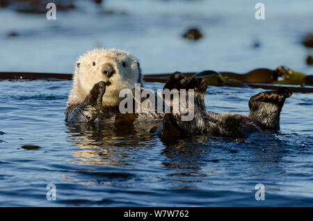 Northern Seeotter (Enhydra lutris kenyoni) schwimmend unter Seetang, Vancouver Island, British Columbia, Kanada, Juli. Stockfoto