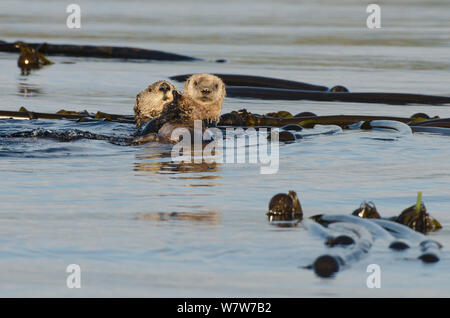 Northern Seeotter (Enhydra lutris kenyoni) Mutter und Welpen unter Seetang bei Sonnenuntergang, Vancouver Island, British Columbia, Kanada, Juli. Stockfoto