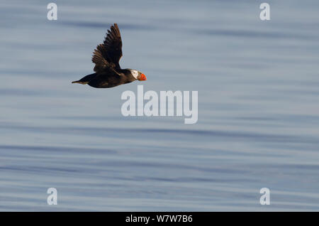 Getuftete Papageitaucher (Fratercula cirrhata) im Flug, Vancouver Island, British Columbia, Kanada, Juli. Stockfoto