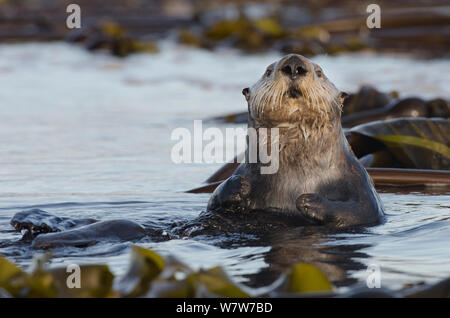 Northern Seeotter (Enhydra lutris kenyoni) Weibliche unter Seetang bei Sonnenuntergang, Vancouver Island, British Columbia, Kanada, Juli. Stockfoto