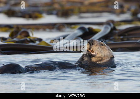 Northern Seeotter (Enhydra lutris kenyoni) weibliche Fütterung unter Seetang bei Sonnenuntergang, Vancouver Island, British Columbia, Kanada, Juli. Stockfoto