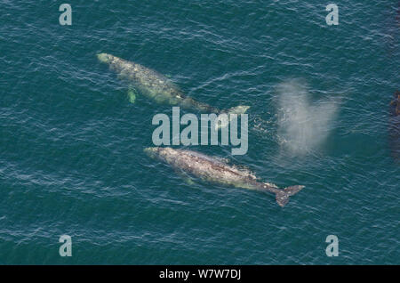 Grauwale (Eschrichtius robustus) Luftaufnahme von zwei, mit Wasserdampf ab ausatmung an der Oberfläche, Vancouver Island, British Columbia, Kanada, Juli. Stockfoto