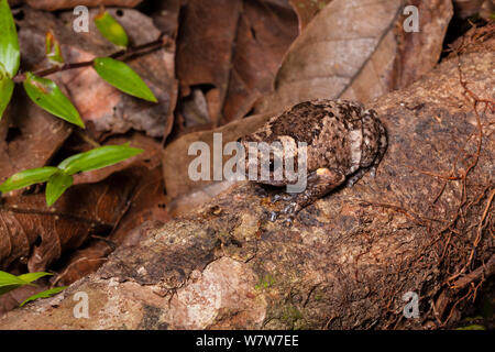 Braun bullfrog (Kaloula baleata) Sukau, Sabah, Malaysia Borneo. Stockfoto