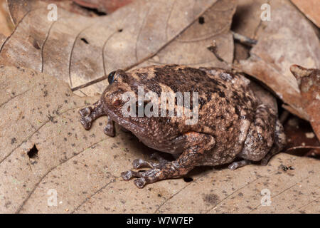 Braun bullfrog (Kaloula baleata) Sukau, Sabah, Malaysia Borneo. Stockfoto