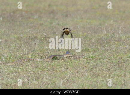 Cape Cobra (Naja Nivea) jagen, von bedeckte Steinschmätzer (Oenanthe Pileata) deHoop Nature Reserve, Western Cape, Südafrika, Dezember. Stockfoto