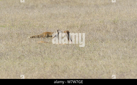 Cape cobra (Naja Nivea) mit Kapuze erweitert, und Gelb mngoose (Cynictis penicillata) deHoop Nature Reserve, Western Cape, Südafrika, Dezember. Stockfoto