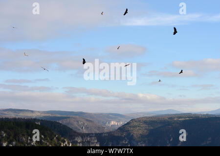 Eurasischen Gänsegeier, (Tylose in Fulvus) Herde umkreisen, Gorges de la Jonte, Frankreich, Dezember Stockfoto