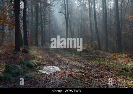 Misty Buche (Fagus sylvatica) Wald im Herbst, Vogesen, Frankreich, November 2013. Stockfoto