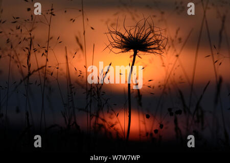 Common Pasque flower (Pulsatilla vulgaris) silhoueted gegen Dämmerung Himmel, Aubrac, Frankreich, Juli. Stockfoto