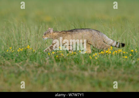 Wildkatze (Felis silvestris) Wandern im Grünland, Vogesen, Frankreich, August. Stockfoto