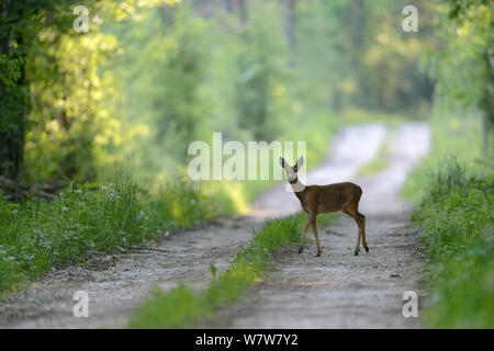 Reh (Capreolus capreolus) Frau auf Feldweg, Vogesen, Frankreich, Juni. Stockfoto