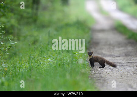 Baummarder (Martes martes) stehen in der Schiene, Vogesen, Frankreich, Juli. Stockfoto