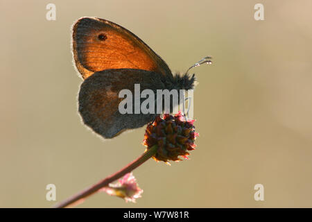 Kleine Heide Schmetterling (Coenonympha pamphilus) auf Blume, Aubrac, Frankreich, Juli. Stockfoto