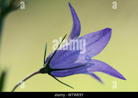 Rapunzeln Bell flower (Campanula rapunculus) Vosges, Frankreich, Juli. Stockfoto